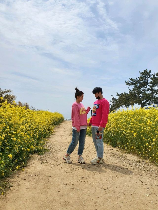 전북 부안 수성당, 유채꽃 바다에 풍덩💛
