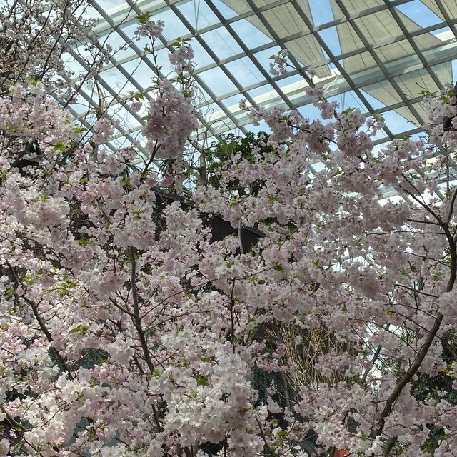 Cherry Blossom 🌸 in SG!!