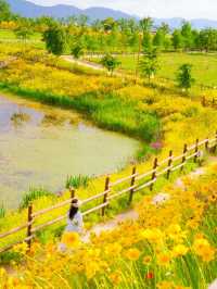 황금빛 금계국으로 만개한 함안 명소 🌼