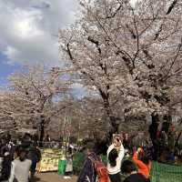 東京超大熱鬧賞櫻🌸地