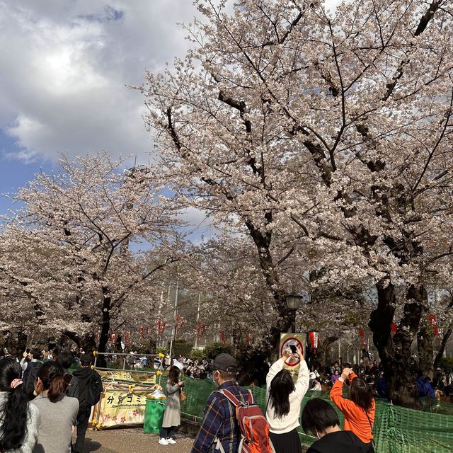東京超大熱鬧賞櫻🌸地