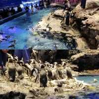 Amazing Sumida Aquarium