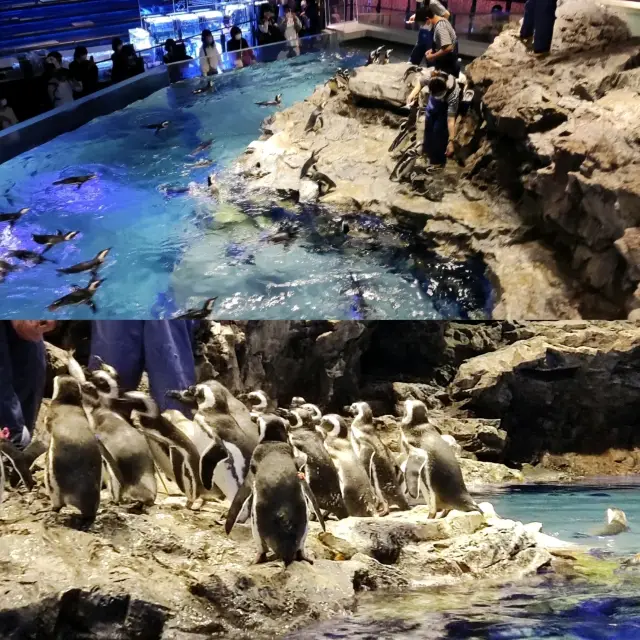 Amazing Sumida Aquarium