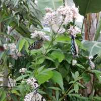 昆虫好きにオススメ🦋コスパよし【箕面昆虫館】