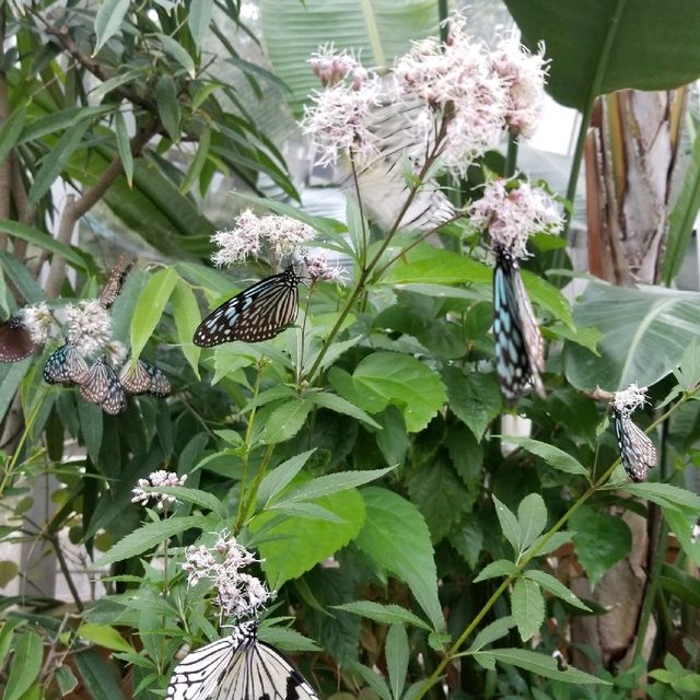 昆虫好きにオススメ🦋コスパよし【箕面昆虫館】