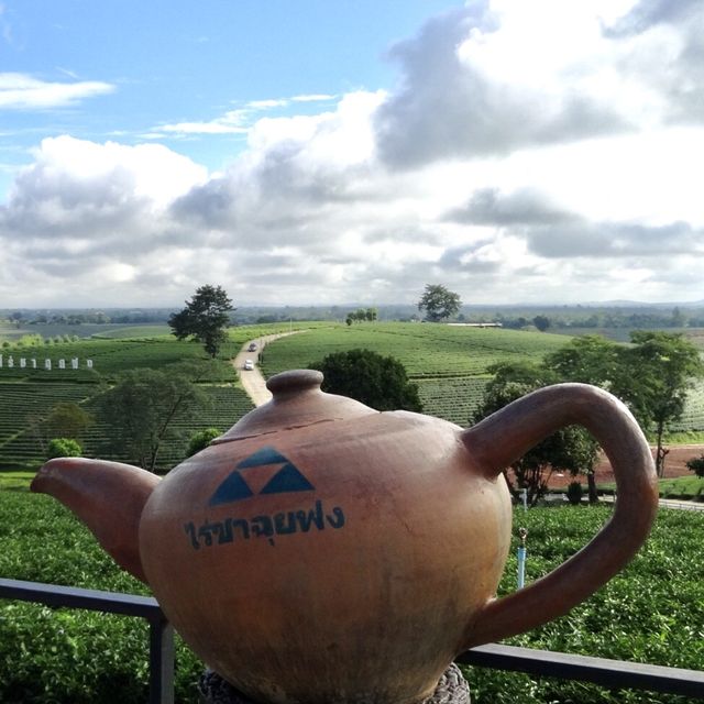 Scenic Tea Plantation in Chiangrai