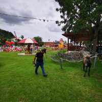 Swiss Sheep Farm ฟาร์มแกะน่ารักสไตล์สวิสเซอร์แลนด์