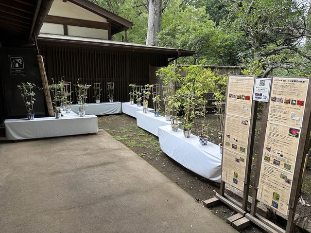 東京・文京区。江戸二大庭園の一つ『六義園』
