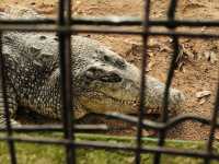 Melaka Crocodile Farm ✨