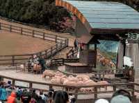 ฟาร์มแกะชิงจิ้ง (CingJing Farm)