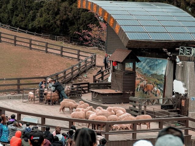 ฟาร์มแกะชิงจิ้ง (CingJing Farm)