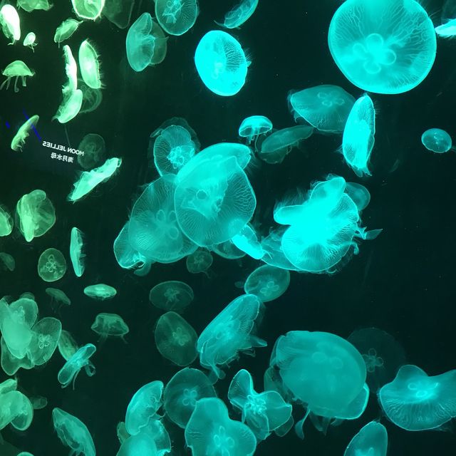 S.E.A Aquarium Singapore 🐳🐠🐡🦑