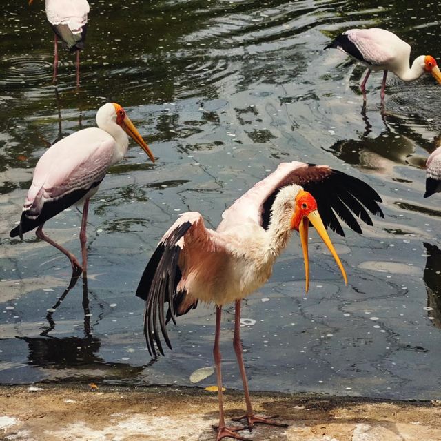 🇲🇾必去景點-吉隆坡飛禽公園