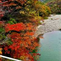 Autumn foliage sightings 