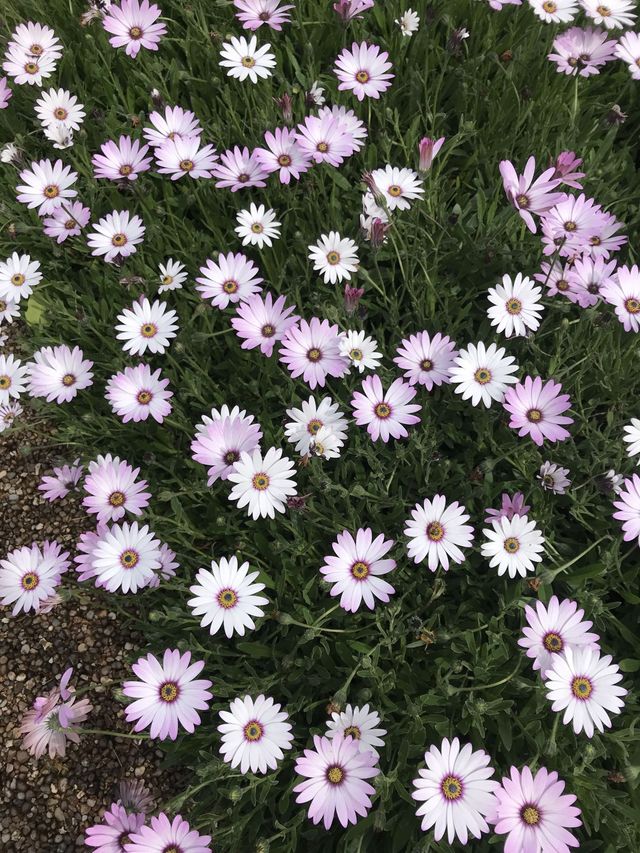 世界文化遺產之Kew Gardens‼️百年溫室❤️欣賞大同花卉