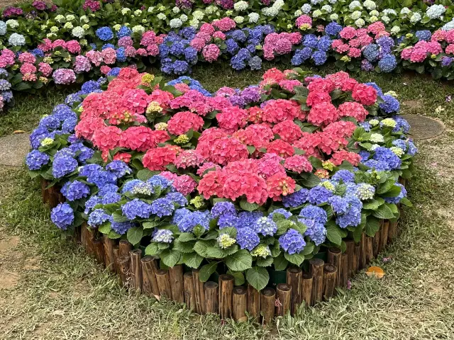 本地遊 | 坐港鐵遊香港 | 青衣站 | 兩個繡球花打卡熱點