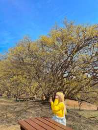 구례산수유축제에 가기 힘들다면?🌼🌼