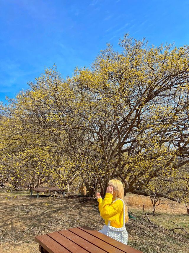 구례산수유축제에 가기 힘들다면?🌼🌼