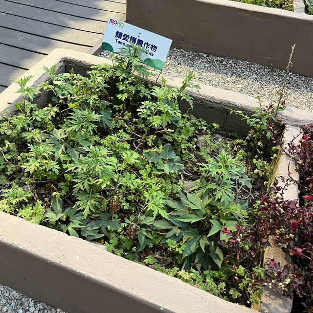旺角MOKO新世紀廣場休憩清新小綠洲