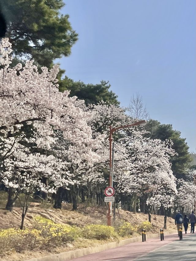 대구 벚꽃 여행지:: 두류공원🌸🌸🌸