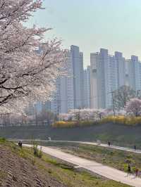 하남 덕풍천에 찾아온 봄🌸