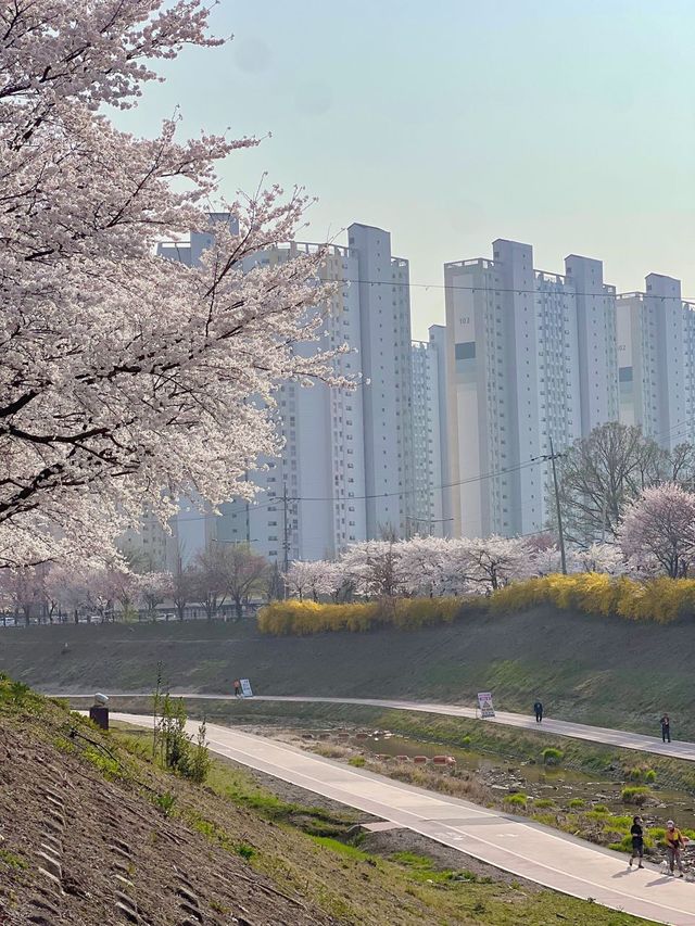 하남 덕풍천에 찾아온 봄🌸