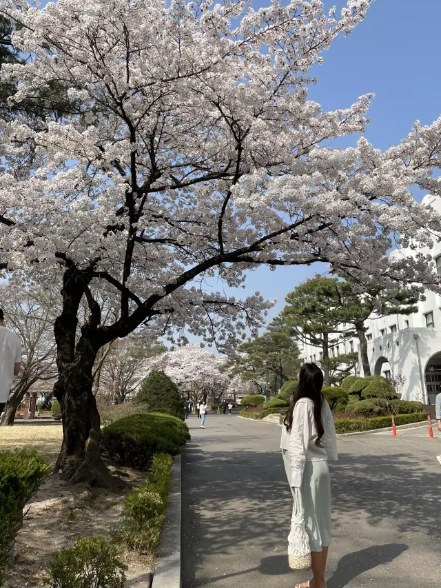 4월 꼭 방문해야하는 벚꽃 도서관🌸 정독도서관