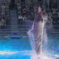 マクセル アクアパーク品川〜日本トップクラス水族館〜
