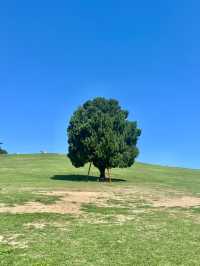 🌳서울 피크닉 명소로 유명한 올림픽공원 나홀로나무🌳