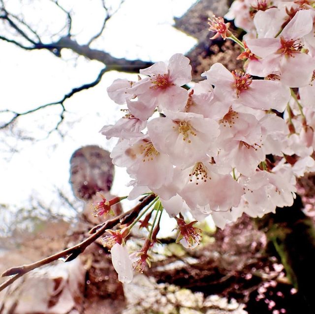 興正寺
