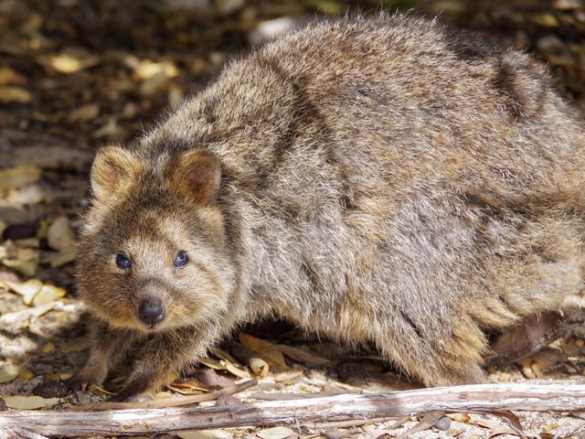 【オーストラリア・ロットネスト島】神回クオッカ特集🦘