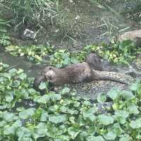 【動物全接觸】神戶動物王國🦚