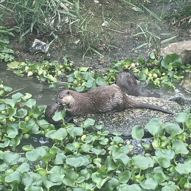 【動物全接觸】神戶動物王國🦚