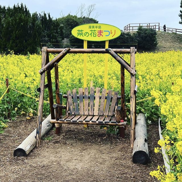 渥美半島　菜の花まつり