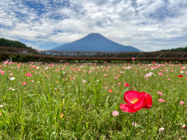 四季景色皆優美 @ 山中湖花之都公園