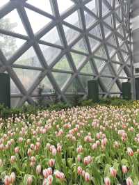 สวนดอกไม้ Miracle of nature 