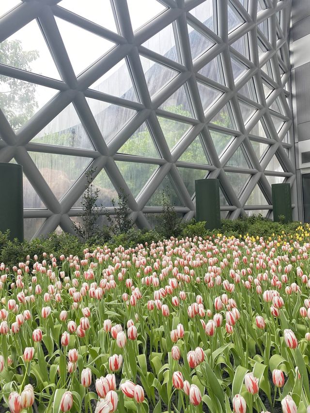 สวนดอกไม้ Miracle of nature 