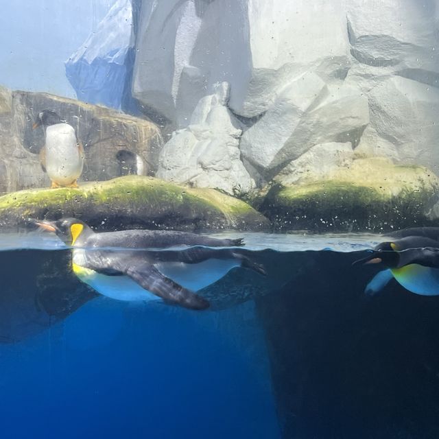 日本最大水族館❤️親子遊推介