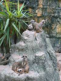《台北》動物夏夏叫 暑假才能體驗的夜間活動-台北市立動物園