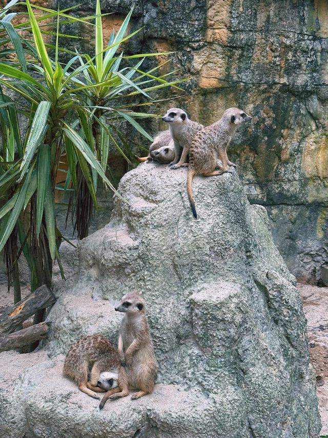 《台北》動物夏夏叫 暑假才能體驗的夜間活動-台北市立動物園