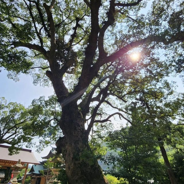 🎋 후쿠오카 무나카타의 바다 풍경이 보이는 무나카타타이샤!