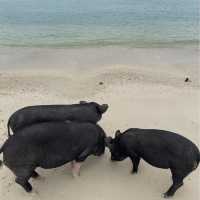 เกาะมัดสุม หรือ "เกาะหมูเมืองไทย” 