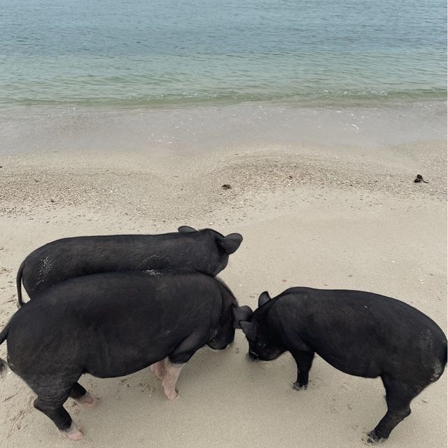 เกาะมัดสุม หรือ "เกาะหมูเมืองไทย” 