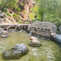 คาเฟ่เป็ดสำหรับเด็กๆ บรรยากาศชนะเลิศ