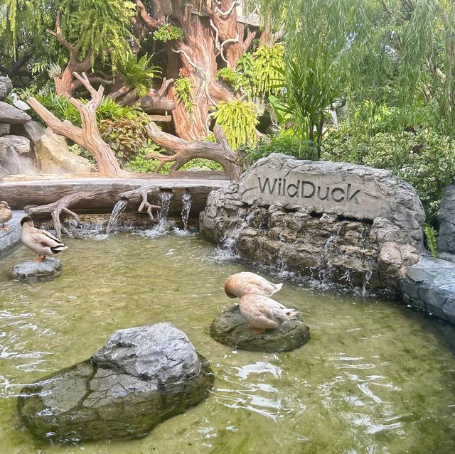 คาเฟ่เป็ดสำหรับเด็กๆ บรรยากาศชนะเลิศ