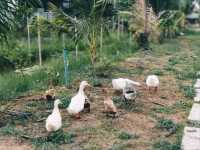 Chaina Cafe Farmstay and Coffee ไทรน้อย จ.นนทบุรี