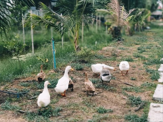 Chaina Cafe Farmstay and Coffee ไทรน้อย จ.นนทบุรี