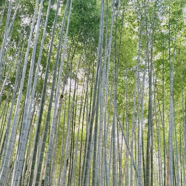 【嵐山竹林小徑 】 步入日式美學的竹海仙境