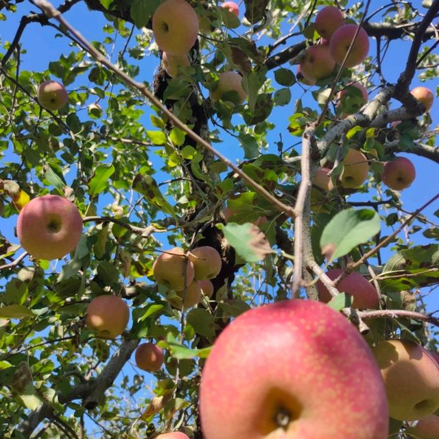 Kochia season and Apple picking 
