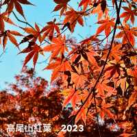 東京紅葉實況